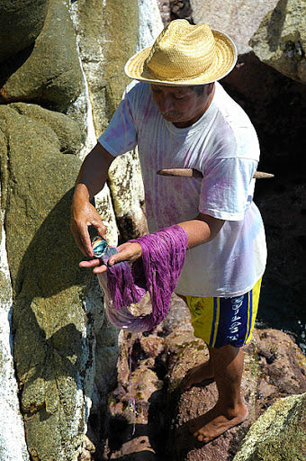 Veronica Lorenzo Quiroz San Juan Colorado, Oaxaca milking purpura snail